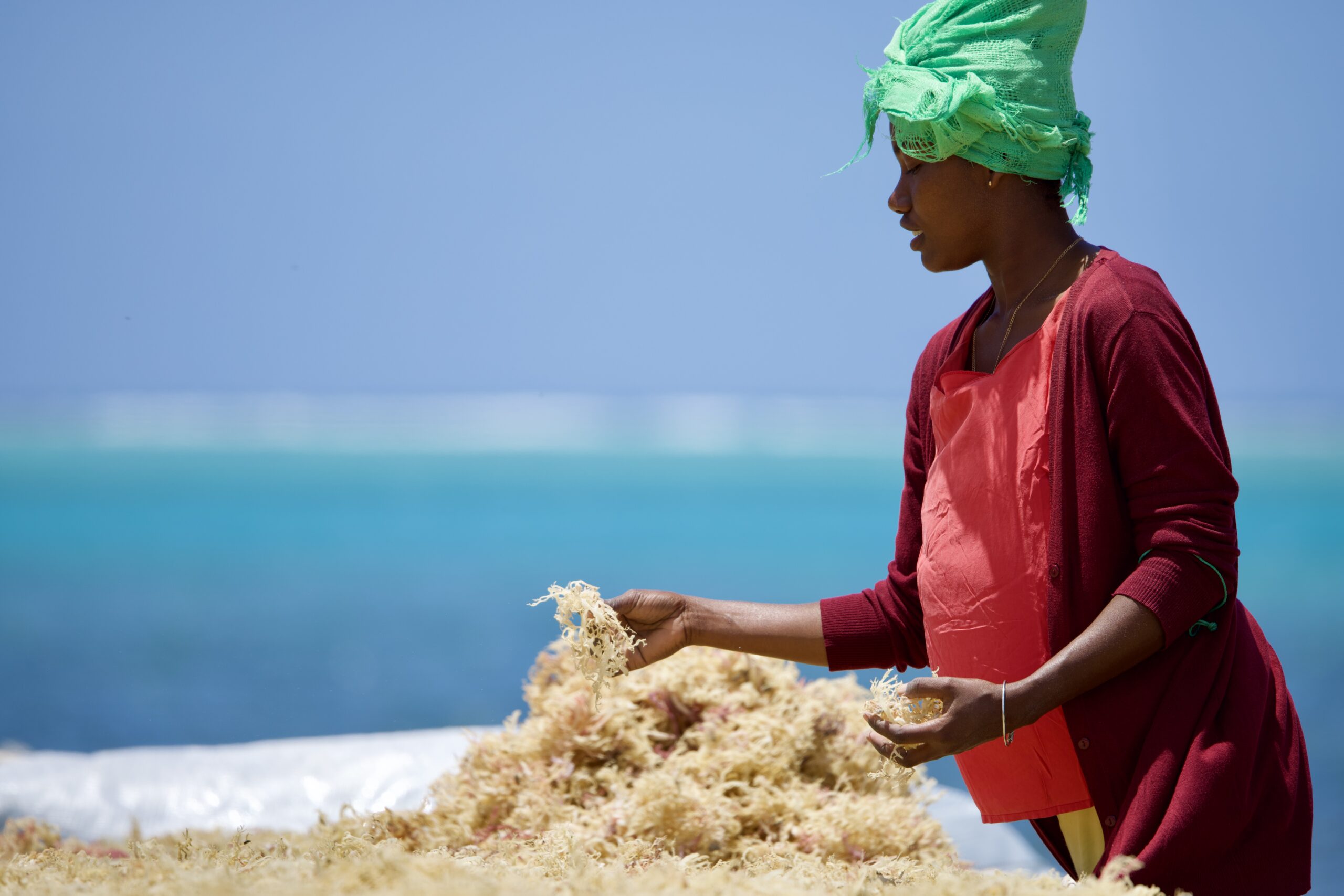 Algues de l'océan Indien. Valeur locale. Impact global.
